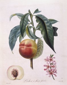 Pfirsich (Prunus persica batsch) von Pierre Antoine (after) Poiteau