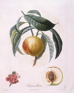 Pfirsich 