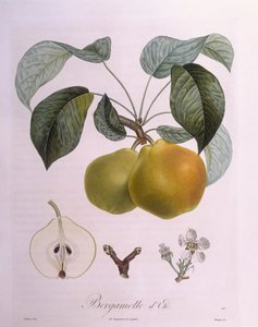 Birne "Bergamot"