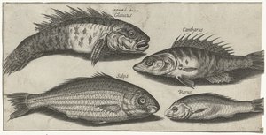 Bokvis, Barsch, Grundel und ein unbekannter Fisch von Pierre Firens