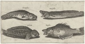 Gabeldorsch, Zackenbarsch, gehörnte Schleimfisch und ein schwarzer Fisch