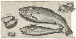 Kabeljau, Wittling, ein Delfin und Muscheln