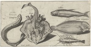 Rochen, Neunauge, Garnele und zwei andere Fische (Vissen) von Pierre Firens