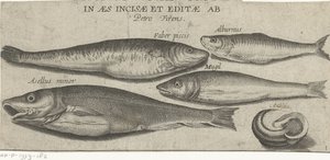 Sprotte, Karpfen, Meeräsche, kleiner Kabeljau und eine Muschel