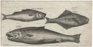 Seebarsch, Zunge und ein Lachs