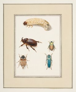 Käfer, ca. 1755-65