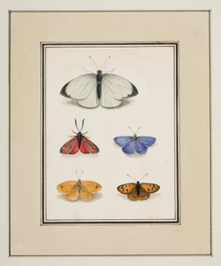 Schmetterlinge, ca. 1755-65 von Pierre Francois Ledoulx