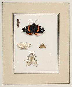 Schmetterlinge, ca. 1755-65