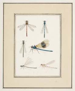 Libellen, ca. 1755-65 von Pierre Francois Ledoulx