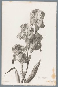 Dalmatinische Iris
