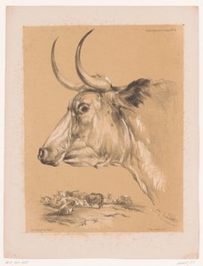 Studie eines Rindes von Pierre Frédéric Lehnert