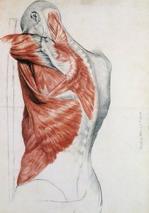 Menschliche Anatomie; Muskeln des Torsos und der Schulter von Pierre Jean David d