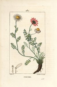 Afrikanisches Pyrethrum, Anthemis pyrethrum (Anacyclus pyrethrum) mit Blüten, Blatt, Stängel und Wurzeln. Handkolorierter Kupferstich von Lambert Junior nach einer Zeichnung von Pierre Jean-Francois Turpin aus Chaumeton, Poiret und Chamberet