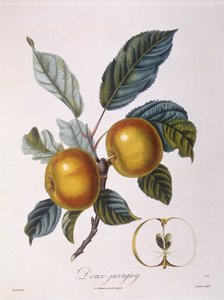 Apfel "Doux-Juvigny", botanische Tafel von Pierre Jean Francois Turpin von Pierre Jean Francois Turpin