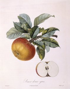 Apfel "Doux Amer Gris", botanische Tafel von Pierre Jean Francois Turpin von Pierre Jean Francois Turpin