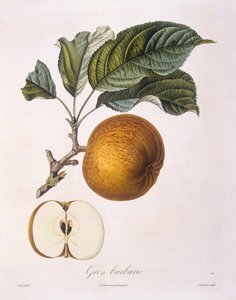 Apfel "Gros barbarie", botanische Tafel von Pierre Jean Francois Turpin von Pierre Jean Francois Turpin
