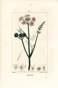 Wasserfenchel - Feinblättriger Wasserfenchel, Oenanthe aquatica von Pierre Jean Francois Turpin