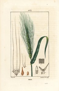 Gerste - Gerste, Hordeum vulgare, mit Stängel, Blatt und Ähre
