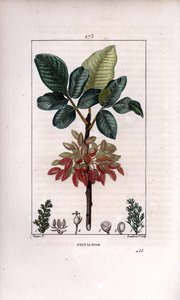 Botanik: Pistazie, Zweig und Frucht (Pistazienbaum, Pistacia vera, mit Zweig, Blättern, reifen Früchten). Handkolorierte Kupferstichgravur von Lambert Junior nach einer Zeichnung von Pierre Jean-Francois Turpin aus Chaumeton, Poiret et Chamberet
