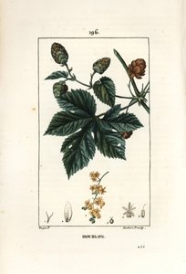 Kletterhopfen - Hopfen, Humulus lupulus