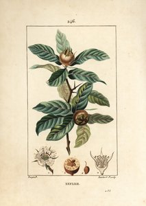 Deutsche Mispel, Mespilus germanica, mit Blatt, Frucht, Samen und Blüte. Handkolorierter Kupferstich von Lambert Junior nach einer Zeichnung von Pierre Jean-Francois Turpin aus Chaumeton, Poiret und Chamberets „La Flore Medicale“