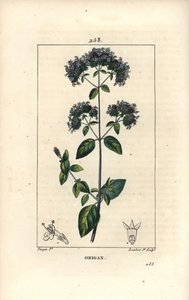Gemeiner Oregano, auch Wilder Majoran genannt von Pierre Jean Francois Turpin