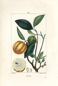 Garcinia gummi gutta oder Malabar-Tamarinde, Gambooge, Brindall Bay - Gummiguttbaum, Cambogia gutta, mit Frucht, Blatt, Blüte und Fruchtquerschnitt von Pierre Jean Francois Turpin