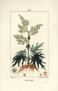 Gartenrhabarber - Rhabarber, Rheum rhabarbarum (Rheum palmatum), mit Blume, Stiel, Blatt, Samen und Wurzel von Pierre Jean Francois Turpin