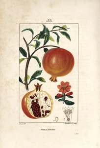 Granatapfelbaum, Punica granatum, mit Blatt, Blüte, Frucht und Querschnitt durch die Frucht, die Samen zeigt. Handkolorierte Punktkupferstich von Lambert Junior nach einer Zeichnung von Pierre Jean-Francois Turpin aus Chaumeton, Poiret und Chamberet