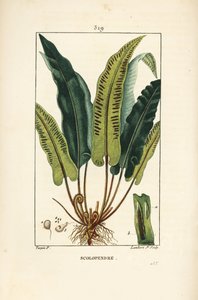 Hirschzungenfarn, Asplenium scolopendrium, mit Blatt, Samen und Wurzel