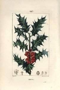 Stechpalme - Stechpalme, Ilex aquifolium, mit stacheligen Blättern und roten Beeren