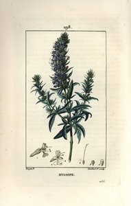 Echter Ysop, Hyssopus officinalis von Pierre Jean Francois Turpin