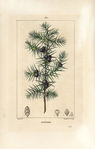 Wacholderbaum, Juniperus vulgaris, zeigt Blatt, Beere und Stiel