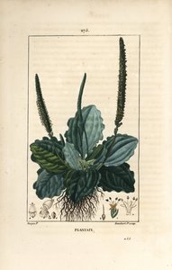 Großer Wegerich - Wegerich, Plantago major, mit Blatt, Blüte und Wurzeln. Handkolorierter Kupferstich von Lambert Junior nach einer Zeichnung von Pierre Jean-Francois Turpin aus Chaumeton, Poiret und Chamberet