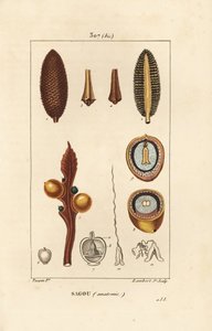 Großer Zweig oder große Cycas-Samen - Königin-Sago, Cycas circinalis, zeigt Samen und Schnitt. Gefährdet. Handkolorierter Kupferstich von Lambert Junior nach einer Zeichnung von Pierre Jean-Francois Turpin aus Chaumeton, Poiret und Chamberet