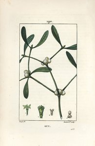 Laubmistel - Mistel, Viscum album