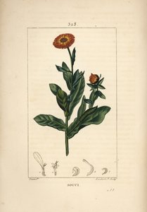 Ringelblume, Calendula officinalis, mit Blume, Blatt und Stängel. Handkolorierte Punktkupferstich von Lambert Junior nach einer Zeichnung von Pierre Jean-Francois Turpin aus Chaumeton, Poiret und Chamberet