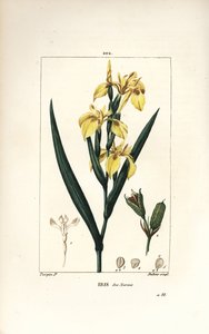 Sumpf-Schwertlilie oder Wasser-Gelbe Schwertlilie - Gelbe Schwertlilie, Iris palustris lutea, Blüte, Blatt und Samenkapsel. Handkolorierte Punktkupferstich von Lambert Junior nach einer Zeichnung von Pierre Jean-Francois Turpin aus Chaumeton, Poiret und Ch