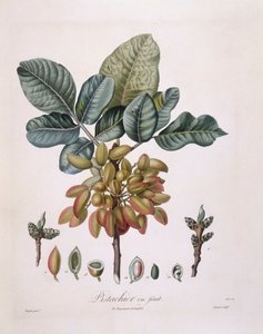 Pistazie (Pistacia vera), botanische Tafel von Pierre Jean Francois Turpin von Pierre Jean Francois Turpin