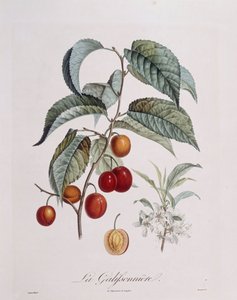 Pflaume "La Galifsonniere", botanische Tafel von Pierre Jean Francois Turpin von Pierre Jean Francois Turpin