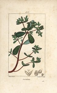 Portulak, Porculaca oleracea, mit Blatt, Stiel und Blüte. Handkolorierte Kupferstichgravur von Lambert Junior nach einer Zeichnung von Pierre Jean-Francois Turpin aus Chaumeton, Poiret und Chamberet