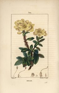 Riesen-Rhododendron - Rosebay, Hymenanthes maxima (Rhododendron maximum), mit Blume, dornigem Stiel, Blatt und Samen