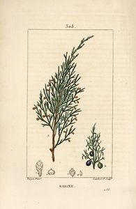 Sabiner Wacholder, Juniperus sabina, mit Beere, Blatt, Stiel und Samen von Pierre Jean Francois Turpin
