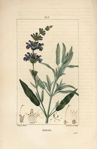 Salbei officinale - Echter Salbei, Salvia officinalis, mit Blüte, Blatt, Stängel und Samen von Pierre Jean Francois Turpin