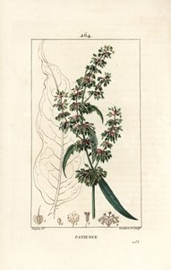 Mönchskraut - Patience Dock, Rumex patientia, mit Blume, Stängel, Blättern, Samen und Blattform von Pierre Jean Francois Turpin
