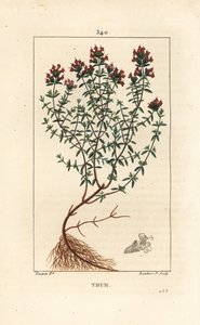 Thymian, Thymus vulgaris, mit Blüte, Blatt, Stängel und Wurzel. Handkolorierter Kupferstich von Lambert Junior nach einer Zeichnung von Pierre Jean-Francois Turpin aus Chaumeton, Poiret und Chamberet