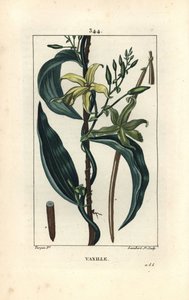 Vanille - Vanilleorchidee, Epidendron vanilla, mit Blüte, Blatt, Samenkapsel