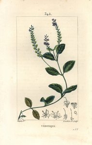 Veronique officinale - Männlicher Ehrenpreis, Veronica officinalis von Pierre Jean Francois Turpin