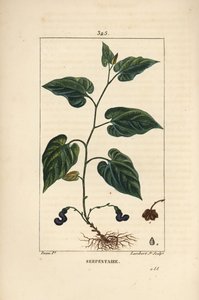 Virginische Schlangenwurzel - Virginische Schlangenwurzel, Aristolochia serpentaria, mit Blüte, Blatt, Stängel, Samen und Wurzel. Handkolorierter Kupferstich von Lambert Junior nach einer Zeichnung von Pierre Jean-Francois Turpin aus Chaumeton, Poiret und  von Pierre Jean Francois Turpin