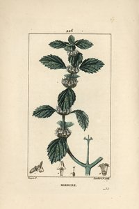 Weißer oder gemeiner Andorn - Gemeiner Andorn, Marrubium vulgare